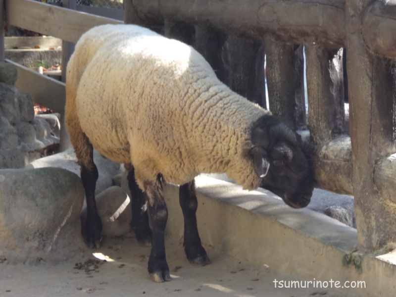 五月山動物園の羊
