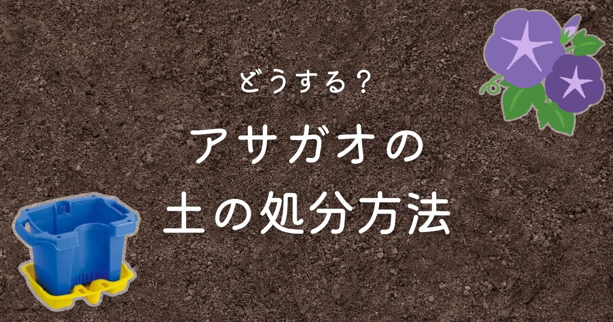 小1の夏の風物詩、アサガオの土の処分は？ホームセンター タイムで解決しました