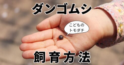 子どもがダンゴムシを拾ったら…当日の仮住まいや長期間の飼育環境を紹介